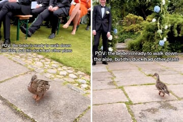 Here comes the... duck? Adorable animal wedding crasher goes viral in this hysterical clip!