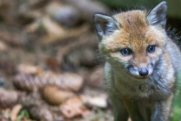 Fuchs, Du hast die Scheu verloren: Nationalpark Harz wendet sich mit Bitte an Besucher