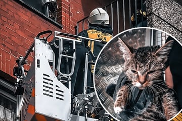 Tierischer Einsatz: Feuerwehr rettet "Grumpy Cat" aus misslicher Lage