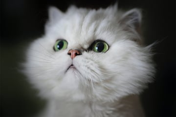 Top 10 white cat breeds