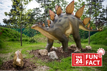 Unnützes Wissen: Fun Fact am 7.6.2024 über den Stegosaurus