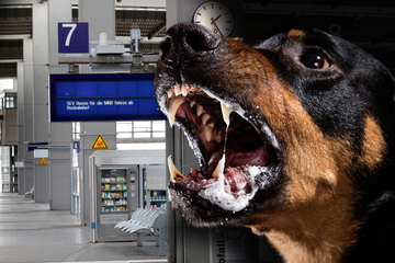 Chemnitz: Aggressive Hunde im Chemnitzer Hauptbahnhof: Halterin (38) landet im Knast!