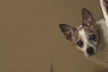 Als Frau entdeckt, was ihr Hund jeden Abend für sie tut, schmilzt ihr Herz komplett