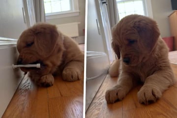 Golden-Retriever-Welpe im Angriffsmodus: Die Ursache löst riesiges Gelächter aus