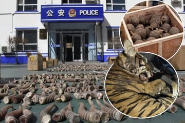 Rekord-Razzia: 30.000 Tiere gerettet und über Tausend Verdächtige verhaftet