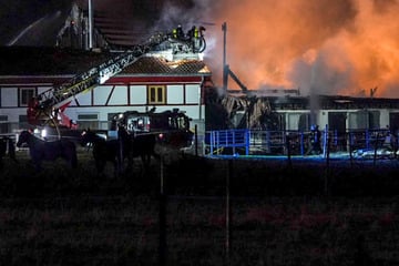 Reitanlage in Flammen: 47 Pferde gerettet, Schaden in Millionenhöhe