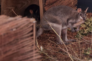 Kängurus für Köln: Zoo öffnet neue XXL-Anlage