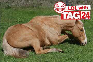 Joke of the Day for May 15, 2025: An awesome animal joke to make you laugh
