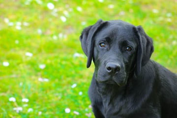 Chemnitz: Katze oder Hund gefunden? Hier bekommt Ihr in Chemnitz Hilfe