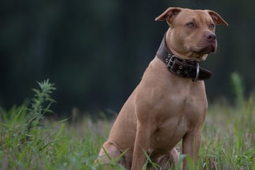 Familienhund greift an: Kleiner Junge von Pit Bull ins Gesicht gebissen