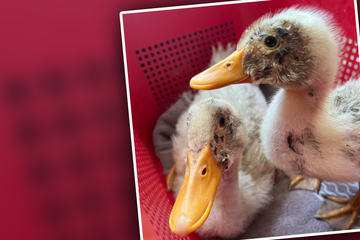 Junge Enten landen im Tierheim: Finder tischen Tierrettern sonderbare Story auf