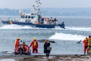 Experte nach Strandung eines Buckelwals sicher: "Dieses Tier wird sterben"
