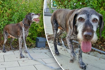 Hunde-Oma trifft es faustdick: Schicksalsschlag verändert ihr Leben für immer