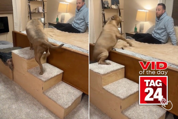 viral videos: Viral Video of the Day for April 15, 2024: Dog takes hilarious tumble after using human-made stairs!