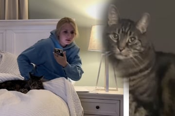 Kater geht immer zur selben Zeit ins Bett: Als Frauchen dann aufsteht, gibt es großen Ärger
