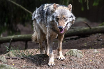 Wölfe: Kamera filmt Wölfe am Rand eines Wohngebiets in Nordsachsen