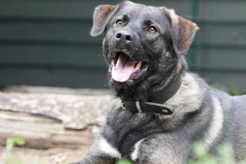 Nach tragischem Verlust: Wer schenkt Mischlingsrüde Cody ein neues Zuhause?