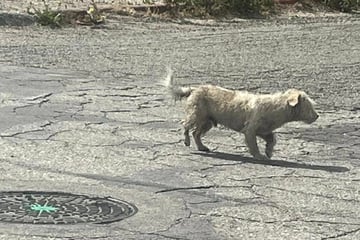 Hund irrt einsam umher: Was Frau dann beobachtet, ist für sie wie ein Stich ins Herz