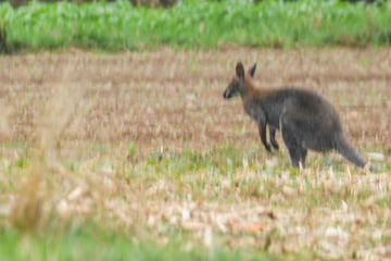 Ungewöhnliche Suchaktion: Ausgebüxtes Känguru wieder eingefangen