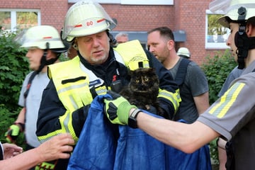 Hat Spiegel Brand entfacht? Feuerwehr rettet Katzen aus Wohnung
