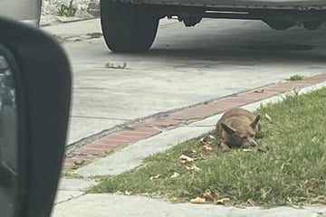 Ausgesetzte Hündin bekommt Babies on der Straße - was dann passionert, ist herzzerreisßend