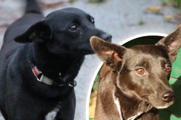 Hündin überlebte sieben Wochen allein: Tasha sucht liebevolles Zuhause