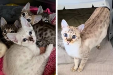 Clever cat asks for help with the birth of her babies in heartwarming video