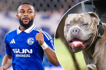 Schlammschlacht um Hund von Schalke-Star: Wer sagt hier nicht die Wahrheit?