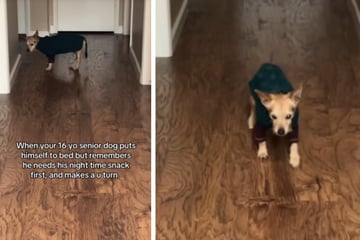 Hund mit Demenz macht plötzlich eine Kehrtwende: Der Grund rührt so viele zu Tränen