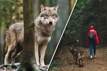 Begegnungen mit Wölfen bleiben in Sachsen eine Ausnahme