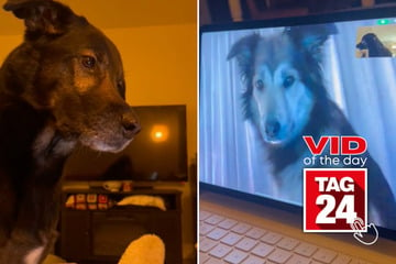 Viral Video of the Day for January 31, 2025: Long-distance dog BFFs have adorable FaceTime reunion!