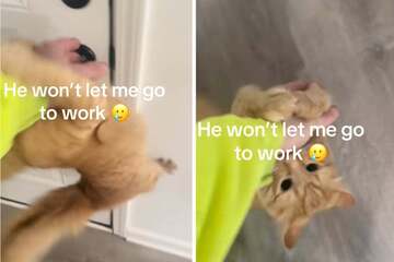 Cat goes all out in hysterical attempt to keep his dad from leaving to go to work