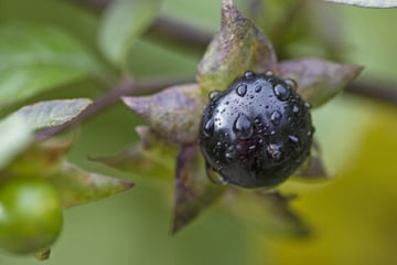 Die Giftpflanze des Jahres 2020: So tödlich sind ihre Beeren