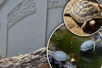 Neue Bewohner im Leipziger Zoo: Gleich zehn Tiere ziehen in historischen Gründer-Garten