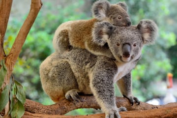 Destruction of iconic koala habitat sparks public outcry in Australia
