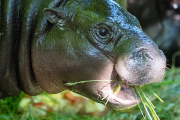 Mini-Hippo Toni verlässt Berliner Zoo: Datum für Abschied steht fest