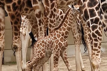 Leipziger Giraffen-Baby lernt Familie kennen - und kassiert Tritte von allen Seiten!