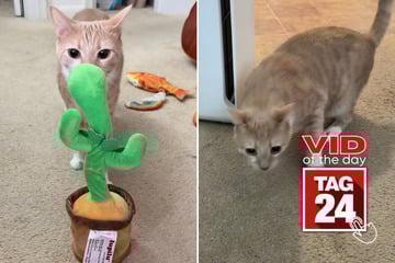 Viral Video of the Day for December 17, 2025: Cat gets shock of his life from talking cactus toy!