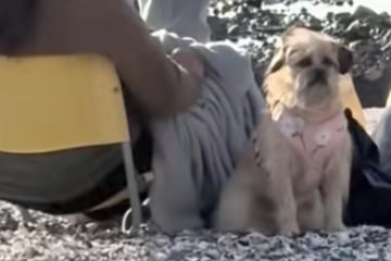 Frau verliert Hund am Strand: Wo sie ihn dann findet, sorgt für Lachtränen