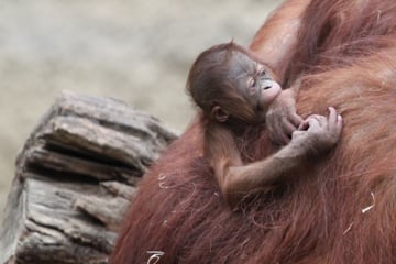 Es ist ein ... Orang-Utan-Baby im Rostocker Zoo geboren