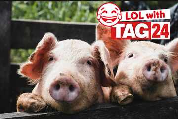 Joke of the Day for November 3, 2025: An animal funny to make you smile