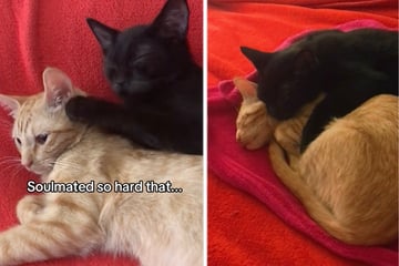 Wie Katze nach Tod von Geschwisterchen reagiert, trifft mitten ins Herz
