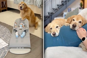 Frauchen erwartet Baby: "Vorbereitung" ihrer Golden Retriever lässt Herzen schmelzen