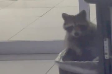 Kollegen vermuten Einbrecher im Büro: Dann schaut dieser Kerl aus dem Papierkorb