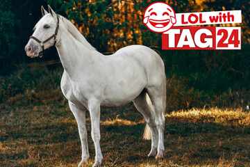 Joke of the Night for July 27, 2025: A horse joke to get your funny on