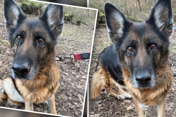 Liebe Hündin verliert ihr Zuhause: "Solche Fälle sind immer besonders traurig"