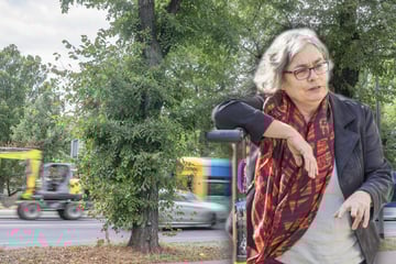Dresden: Ratsfraktion kritisiert: Brauchen unsere Bäume mehr Pflege?