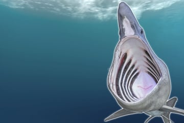 "Großes Ungeheuer": Plötzlich taucht Riesenhai neben Touristenboot im Mittelmeer auf