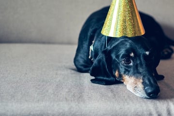 Silvesterknallerei ist für Tiere ein Albtraum: Was Halter beachten sollten