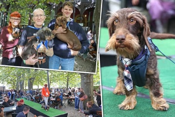 Leipzig: Taube Hundedame DER Publikumsliebling: Dackelparade lockt Hunderte Besucher in Biergarten